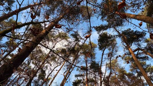 Kiefern im herbstlichen Wald – Symbol für Stärke und Anpassungsfähigkeit in der Natur