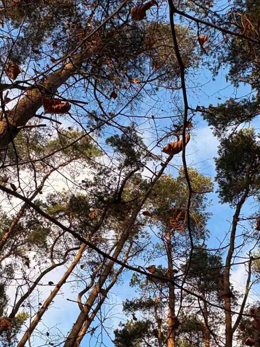 Kiefern im herbstlichen Wald – Symbol für Stärke und Anpassungsfähigkeit in der Natur