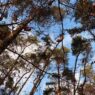 Kiefern im herbstlichen Wald – Symbol für Stärke und Anpassungsfähigkeit in der Natur