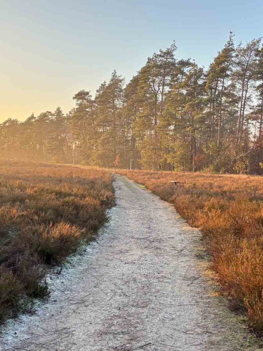 Heidschnuckenweg in Behringen