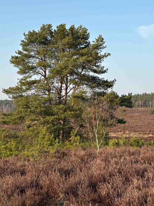 Kiefer – der Baum der Heide inmitten einer malerischen Heidelandschaft, umgeben von blühendem Heidekraut und Natur.