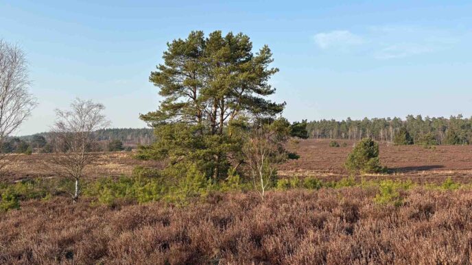 Kiefer – der Baum der Heide inmitten einer malerischen Heidelandschaft, umgeben von blühendem Heidekraut und Natur.