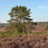 Kiefer – der Baum der Heide inmitten einer malerischen Heidelandschaft, umgeben von blühendem Heidekraut und Natur.
