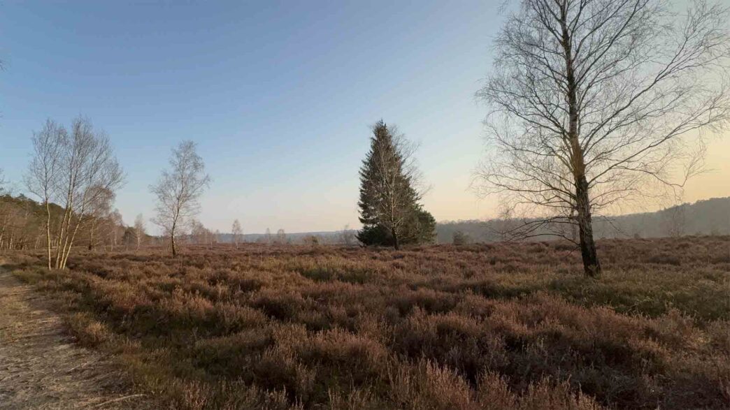 Undeloh – Die wilde Schönheit der Lüneburger Heide im Frühling