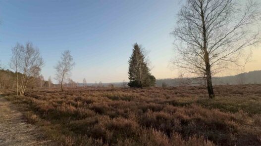 Undeloh – Die wilde Schönheit der Lüneburger Heide im Frühling