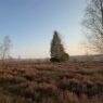 Undeloh – Die wilde Schönheit der Lüneburger Heide im Frühling