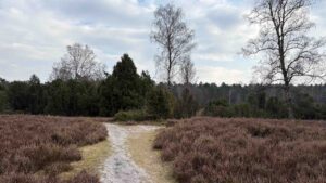 Der Wacholderpark mit seinem dichten Wacholderbestand und dem idyllischen Schafstall lädt dazu ein, die besondere Atmosphäre dieser Landschaft zu genießen.