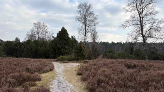 Der Wacholderpark mit seinem dichten Wacholderbestand und dem idyllischen Schafstall lädt dazu ein, die besondere Atmosphäre dieser Landschaft zu genießen.
