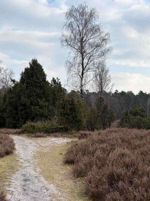 Der Wacholderpark mit seinem dichten Wacholderbestand und dem idyllischen Schafstall lädt dazu ein, die besondere Atmosphäre dieser Landschaft zu genießen.