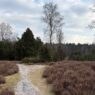 Der Wacholderpark mit seinem dichten Wacholderbestand und dem idyllischen Schafstall lädt dazu ein, die besondere Atmosphäre dieser Landschaft zu genießen.