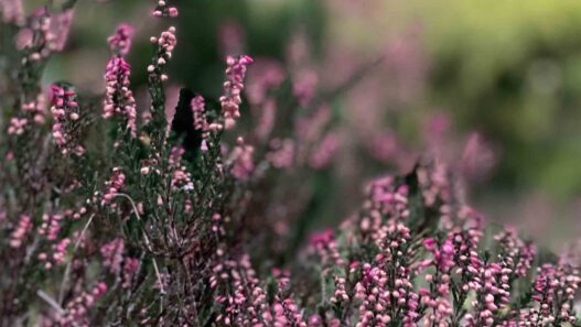 Wann blüht die Heide? – Ein intensiver Blick auf das violette Naturschauspiel Die Lüneburger Heide ist vor allem für ihre spektakuläre Blüte bekannt, wenn sich im Spätsommer weite Flächen in ein Meer aus violetten Blüten verwandeln. Doch wann genau ist der richtige Zeitpunkt, um dieses farbenfrohe Spektakel zu erleben?