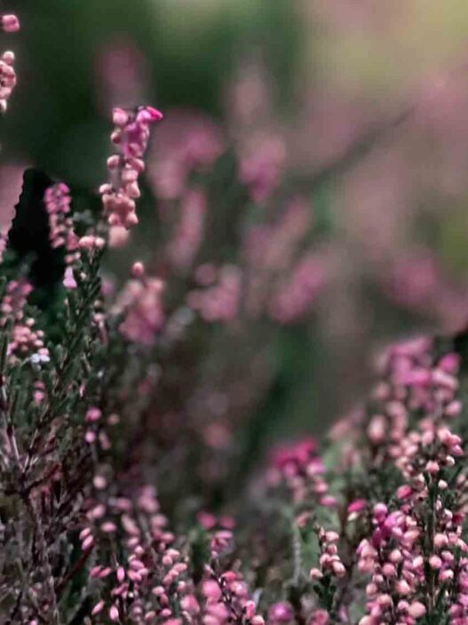 Wann blüht die Heide? – Ein intensiver Blick auf das violette Naturschauspiel Die Lüneburger Heide ist vor allem für ihre spektakuläre Blüte bekannt, wenn sich im Spätsommer weite Flächen in ein Meer aus violetten Blüten verwandeln. Doch wann genau ist der richtige Zeitpunkt, um dieses farbenfrohe Spektakel zu erleben?