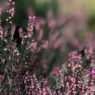 Wann blüht die Heide? – Ein intensiver Blick auf das violette Naturschauspiel Die Lüneburger Heide ist vor allem für ihre spektakuläre Blüte bekannt, wenn sich im Spätsommer weite Flächen in ein Meer aus violetten Blüten verwandeln. Doch wann genau ist der richtige Zeitpunkt, um dieses farbenfrohe Spektakel zu erleben?
